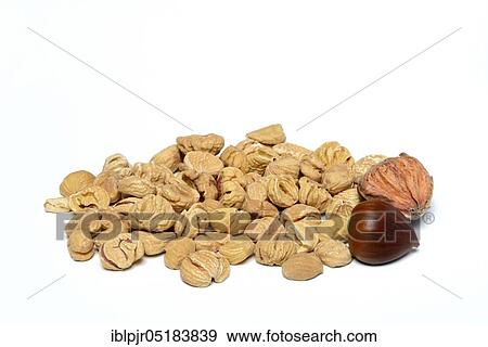 ChestnutDoerrkastanien (Castanea sativa), Dried fruit, chestnut, chestnuts, chestnuts, chestnuts View Large Photo Image Stock Photo - ChestnutDoerrkastanien (Castanea sativa), Dried fruit, chestnut, chestnuts, chestnuts, chestnuts. Fotosearch