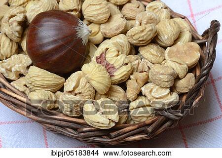 Chestnutin baskets (Castanea sativa), Maroni View Large Photo Image Picture - Chestnutin baskets (Castanea sativa), Maroni. Fotosearch