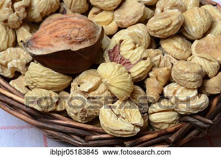 Stock Photography - Chestnutin baskets (Castanea sativa), Maroni. Fotosearch