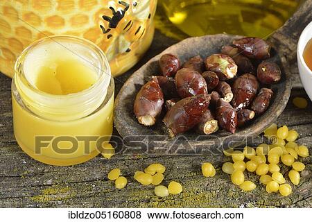 Stock Photo - Chestnuts, buds and ointment (Aesculus hippocastanum). Fotosearch