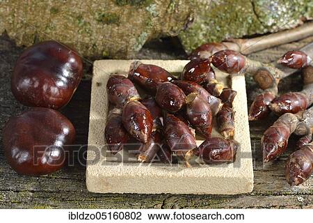 Chestnuts, buds and seeds (Aesculus hippocastanum) View Large Photo Image Stock Image - Chestnuts, buds and seeds (Aesculus hippocastanum). Fotosearch