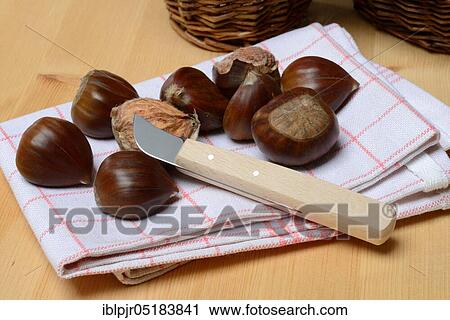 Chestnutwith a chestnut knife (Castanea sativa), Maroni View Large Photo Image Stock Image - Chestnutwith a chestnut knife (Castanea sativa), Maroni. Fotosearch