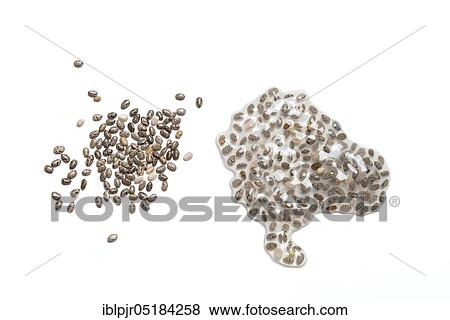 Chia (Salvia hispanica), dry and swollen View Large Photo Image Stock Photo - Chia (Salvia hispanica), dry and swollen. Fotosearch