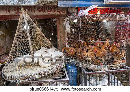 Chicken for sale, Chicken market, Kawran Bazar, Dhaka, Bangladesh, Asia View Large Photo Image Stock Photography - Chicken for sale, Chicken market, Kawran Bazar, Dhaka, Bangladesh, Asia. Fotosearch