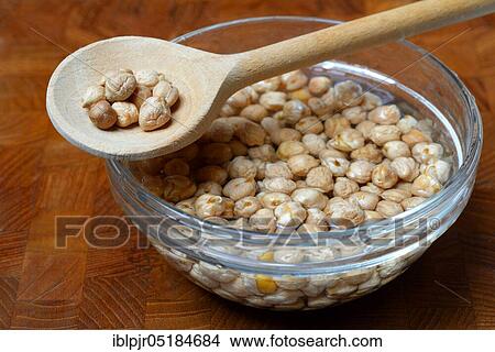 Chickpeas ( Cicer arietinum) in wooden ladle, soaked View Large Photo Image Picture - Chickpeas ( Cicer arietinum) in wooden ladle, soaked. Fotosearch