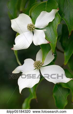 Chinese (Cornus kousa var. chinensis) flowering dogwood View Large Photo Image Stock Image - Chinese (Cornus kousa var. chinensis) flowering dogwood. Fotosearch