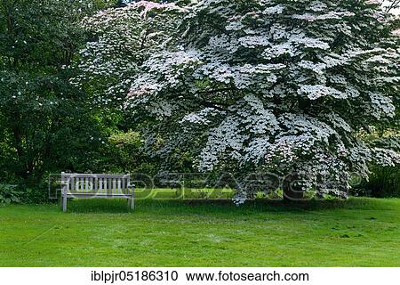 Chinese dogwood tree ( Cornus kousa var. chinensis) with bench, England, Great Britain View Large Photo Image Stock Image - Chinese dogwood tree ( Cornus kousa var. chinensis) with bench, England, Great Britain. Fotosearch