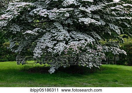 Chinese dogwood tree( Cornus kousa var. chinensis), England, Great Britain View Large Photo Image Stock Image - Chinese dogwood tree( Cornus kousa var. chinensis), England, Great Britain. Fotosearch