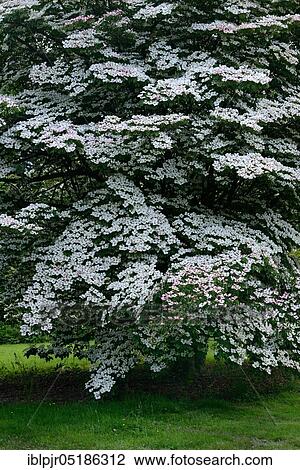 Chinese dogwood tree( Cornus kousa var. chinensis), England, Great Britain View Large Photo Image Stock Image - Chinese dogwood tree( Cornus kousa var. chinensis), England, Great Britain. Fotosearch