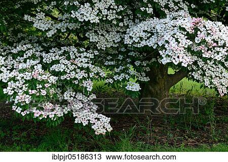 Stock Image - Chinese dogwood tree( Cornus kousa var. chinensis), England, Great Britain. Fotosearch