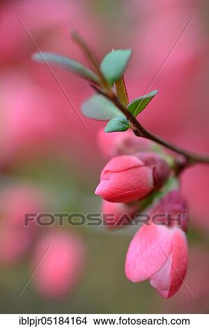 Chinese ornamental quince( Chaenomeles speciosa), variety Umbilicata View Large Photo Image Picture - Chinese ornamental quince( Chaenomeles speciosa), variety Umbilicata. Fotosearch