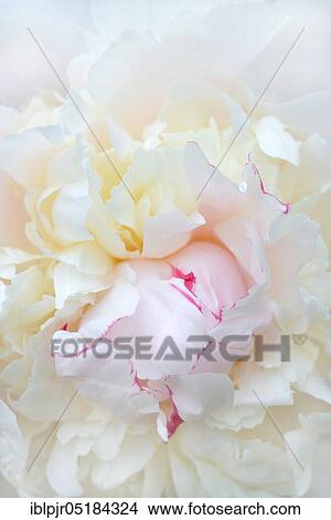 Picture - Chinese peony (Paeonia lactiflora) variety Madame de Vatry, breeder Guerin F 1883. Fotosearch