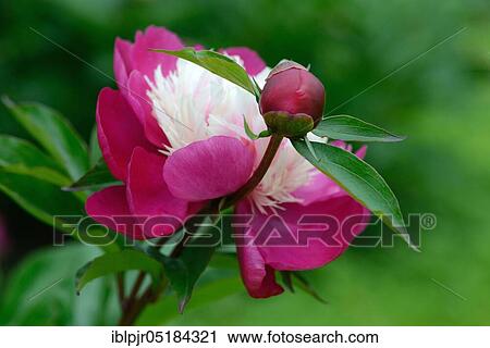 Stock Image - Chinese peony (Paeonia lactiflora) 1956, variety White Cap, breeder Winchell USA. Fotosearch