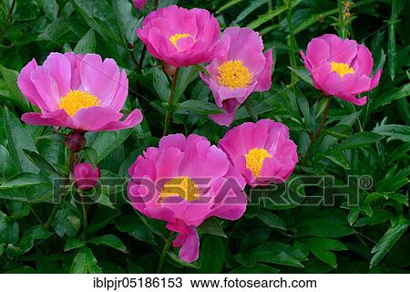 Stock Image - Chinese peony ( Paeonia lactiflora) "Thoma variety.. Fotosearch