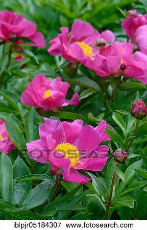 Chinese peony ( Paeonia lactiflora) Variety Thoma View Large Photo Image Stock Photo - Chinese peony ( Paeonia lactiflora) Variety Thoma. Fotosearch