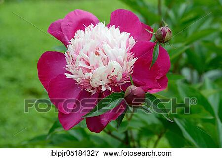 Chinese peony (Paeonia lactiflora) 1956, variety White Cap, breeder Winchell USA View Large Photo Image Stock Photo - Chinese peony (Paeonia lactiflora) 1956, variety White Cap, breeder Winchell USA. Fotosearch