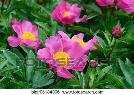 Stock Photograph - Chinese peony ( Paeonia lactiflora) Variety Thoma. Fotosearch