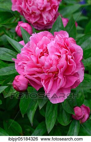Chinese peony (Paeonia lactiflora), 1942, Variety Variety John H. Wigell, USA, North America View Large Photo Image Stock Photograph - Chinese peony (Paeonia lactiflora), 1942, Variety Variety John H. Wigell, USA, North America. Fotosearch