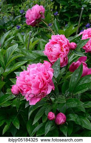 Chinese peony (Paeonia lactiflora), 1942, Variety Variety John H. Wigell, USA, North America View Large Photo Image Stock Photography - Chinese peony (Paeonia lactiflora), 1942, Variety Variety John H. Wigell, USA, North America. Fotosearch