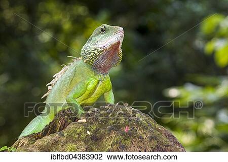 Stock Image - Chinese water dragon (Physignathus cocincinus) on a rock, captive, Leipzig, Saxony, Germany, Europe. Fotosearch