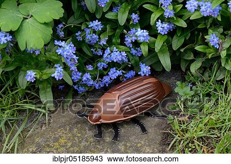 Chocolate cockchafer with flowers View Large Photo Image Stock Image - Chocolate cockchafer with flowers. Fotosearch