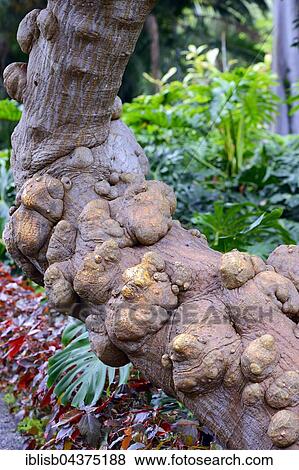 Chrakteristische bumps on the trunk, Mexican coral tree (Erythrina americana), Origin Central America, Jardín de Aclimatión de La Orotava Botanical Garden, Puerto de la Cruz, Tenerife, Spain, Europe View Large Photo Image Stock Photo - Chrakteristische bumps on the trunk, Mexican coral tree (Erythrina americana), Origin Central America, Jardín de Aclimatión de La Orotava Botanical Garden, Puerto de la Cruz, Tenerife, Spain, Europe. Fotosearch