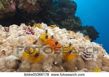Christmas tree worm (Spirobranchus giganteus), Osprey Reef, Coral Sea, Australia, Oceania View Large Photo Image Stock Photo - Christmas tree worm (Spirobranchus giganteus), Osprey Reef, Coral Sea, Australia, Oceania. Fotosearch
