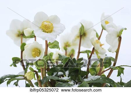 Christrose, Helleborus niger, Switzerland, Europe View Large Photo Image Stock Image - Christrose, Helleborus niger, Switzerland, Europe. Fotosearch