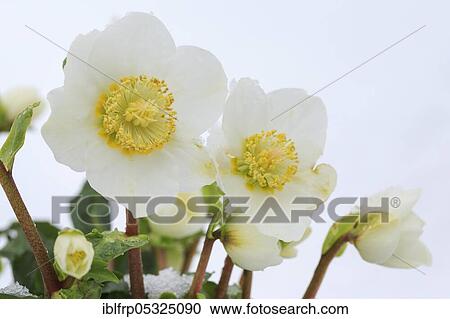 Christrose, Helleborus niger, Switzerland, Europe View Large Photo Image Stock Image - Christrose, Helleborus niger, Switzerland, Europe. Fotosearch