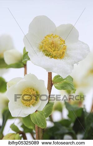 Stock Photo - Christrose, Helleborus niger, Switzerland, Europe. Fotosearch