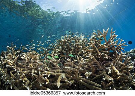 Chromis in coral reef, Chromis viridis, Marovo lagoon, Salomone (Chromis) in coral reef, Chromis viridis, Marovo lagoon, Solomon Islands, Oceania View Large Photo Image Stock Photo - Chromis in coral reef, Chromis viridis, Marovo lagoon, Salomone (Chromis) in coral reef, Chromis viridis, Marovo lagoon, Solomon Islands, Oceania. Fotosearch