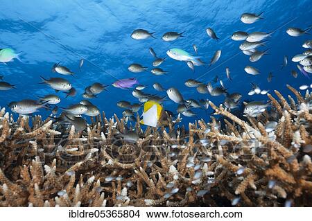 Chromis over coral reef, Chromis sp. (Chromis), Kai Islands, Moluccas, Indonesia over coral reef, Chromis sp., Kai Islands, Moluccas, Indonesia, Asia View Large Photo Image Picture - Chromis over coral reef, Chromis sp. (Chromis), Kai Islands, Moluccas, Indonesia over coral reef, Chromis sp., Kai Islands, Moluccas, Indonesia, Asia. Fotosearch