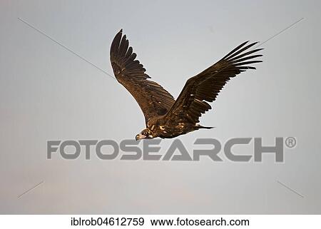 Cinereous vulture (Aegypius monachus) in flight, endangered species, Extremadura, Spain, Europe View Large Photo Image Stock Photo - Cinereous vulture (Aegypius monachus) in flight, endangered species, Extremadura, Spain, Europe. Fotosearch