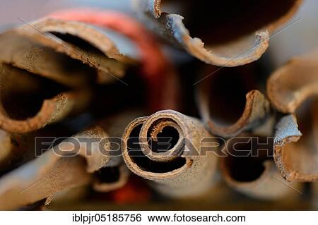 Stock Photograph - Cinnamonbark ( Cinnamomum), China, Asia. Fotosearch