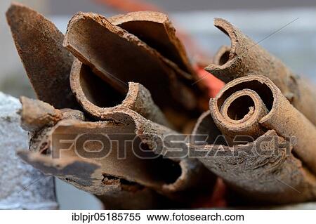 Stock Photography - Cinnamonbark ( Cinnamomum), China, Asia. Fotosearch