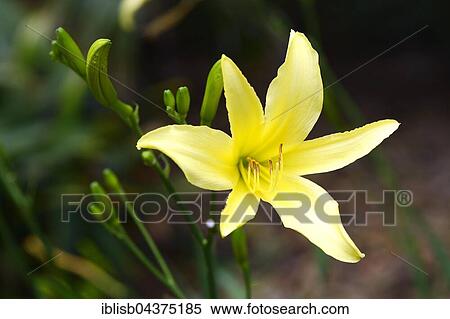 Stock Photography - Citron daylily (Hemerocallis citrina), blossom, Origin Asia, Jardín de Aclimatión de La Orotava Botanical Garden, Puerto de la Cruz, Tenerife, Spain, Europe. Fotosearch