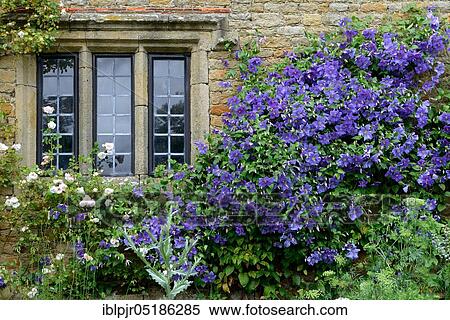 ( Clematis) Blue in Clematisfront of house wall spec View Large Photo Image Stock Photography - ( Clematis) Blue in Clematisfront of house wall spec. Fotosearch