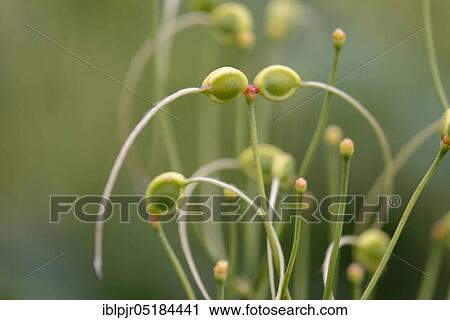 Stock Image - Clematis recta ( Clematis recta). Fotosearch