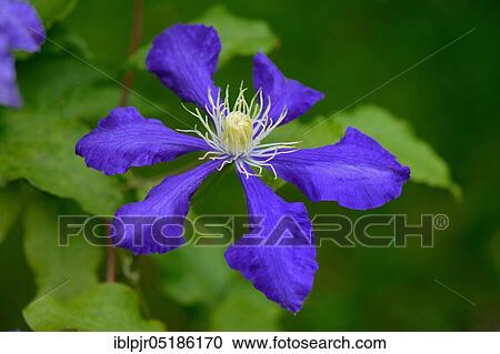 Stock Image - Clematis, variety Glazed star, Clematis patens group. Fotosearch