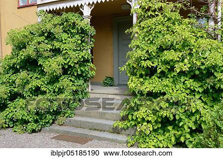 Climbing hoards in front of a wooden veranda( Hydrangea anomala ssp. petiolaris), Linkoeping Open Air Museum, Sweden, Europe View Large Photo Image Stock Image - Climbing hoards in front of a wooden veranda( Hydrangea anomala ssp. petiolaris), Linkoeping Open Air Museum, Sweden, Europe. Fotosearch