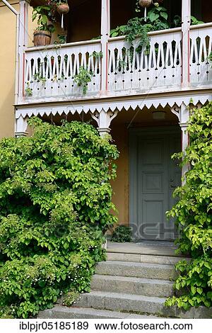 Climbing hoards in front of a wooden veranda( Hydrangea anomala ssp. petiolaris), Linkoeping Open Air Museum, Sweden, Europe View Large Photo Image Stock Photo - Climbing hoards in front of a wooden veranda( Hydrangea anomala ssp. petiolaris), Linkoeping Open Air Museum, Sweden, Europe. Fotosearch