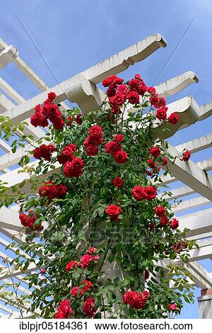 Climbing rose, variety Paul's Scarlet Climer, rose garden ( W. Paul 1916) Parc de la Grange, Geneva, Canton Geneva, Switzerland, Europe View Large Photo Image Stock Image - Climbing rose, variety Paul's Scarlet Climer, rose garden ( W. Paul 1916) Parc de la Grange, Geneva, Canton Geneva, Switzerland, Europe. Fotosearch