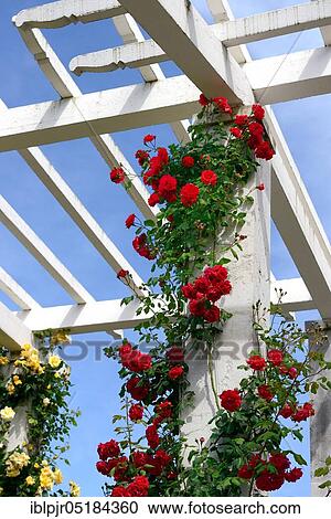 Stock Image - Climbing roses, varieties Paul's Scarlet Climer and Mme P. S. ( W. Paul 1916) Dupont ( Mallerin 1929), Rose Garden, Parc de la Grange, Geneva, Canton of Geneva, Switzerland, Europe. Fotosearch