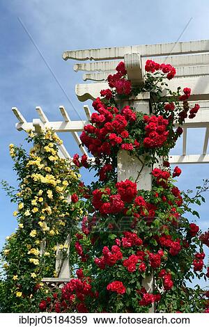 Climbing roses, varieties Paul's Scarlet Climer and Mme P. S. ( W. Paul 1916) Dupont ( Mallerin 1929), Rose Garden, Parc de la Grange, Geneva, Canton of Geneva, Switzerland, Europe View Large Photo Image Stock Photo - Climbing roses, varieties Paul's Scarlet Climer and Mme P. S. ( W. Paul 1916) Dupont ( Mallerin 1929), Rose Garden, Parc de la Grange, Geneva, Canton of Geneva, Switzerland, Europe. Fotosearch