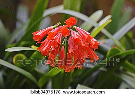 Clivia (Clivia caulescens), blossoms, origin South Africa, Jardín de Aclimatión de La Orotava Botanical Garden, Puerto de la Cruz, Tenerife, Spain, Europe View Large Photo Image Stock Photo - Clivia (Clivia caulescens), blossoms, origin South Africa, Jardín de Aclimatión de La Orotava Botanical Garden, Puerto de la Cruz, Tenerife, Spain, Europe. Fotosearch