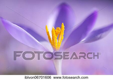 Stock Photograph - Close-up of a spring crocus (Crocus Vernus). Fotosearch