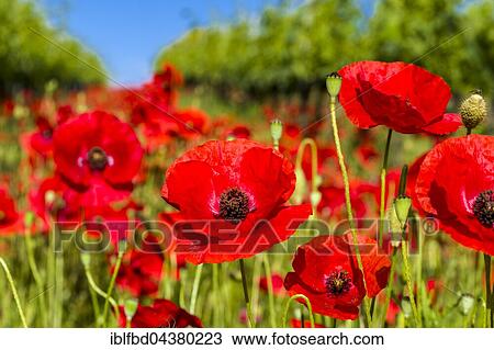 Close up of poppies, blossom, Ascianello, Tuscany, Italy, Europe View Large Photo Image Stock Image - Close up of poppies, blossom, Ascianello, Tuscany, Italy, Europe. Fotosearch
