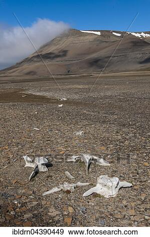 Coastline with whale bones at Diskobukta, bay, Edgeøya Island, Svalbard, Spitsbergen, Norway, Europe View Large Photo Image Stock Photo - Coastline with whale bones at Diskobukta, bay, Edgeøya Island, Svalbard, Spitsbergen, Norway, Europe. Fotosearch