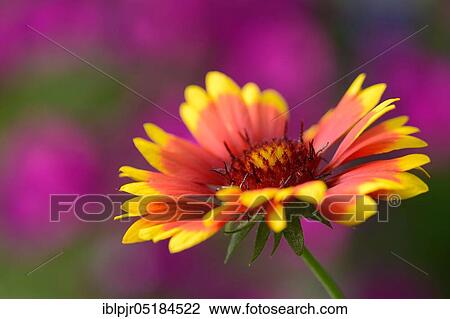 Stock Image - Cockade flower ( Gaillardia spec. ). Fotosearch