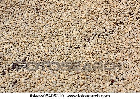 Coffee beans, drying, Tanzania, Africa View Large Photo Image Stock Image - Coffee beans, drying, Tanzania, Africa. Fotosearch